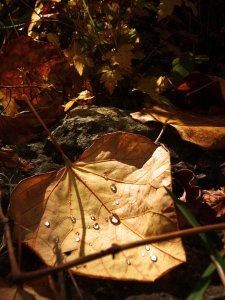 heart_of_autumn_by_soulofnovember-d33j6d1
